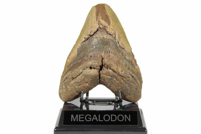 Bargain, Fossil Megalodon Tooth - Feeding Worn Tip #188216